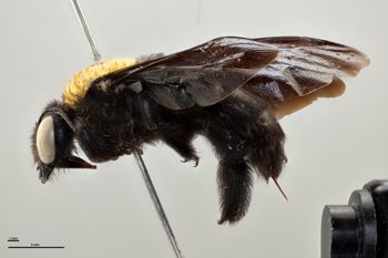 Media type: image;   Entomology 810656 Aspect: habitus lateral view